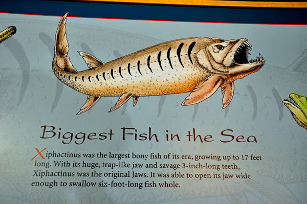 biggest fish in the sea sign