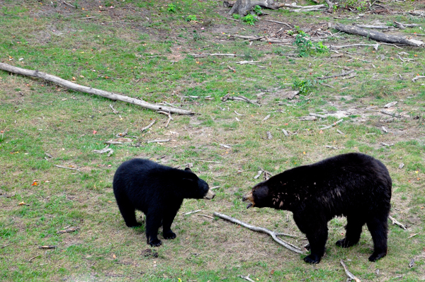 two bears growling at each other.