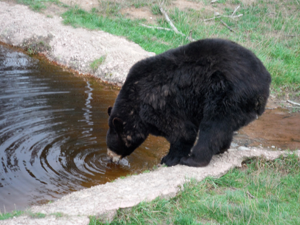 bear drinking water