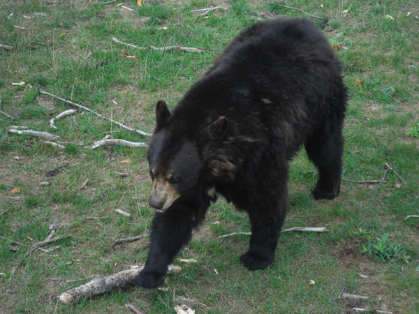 a black bear