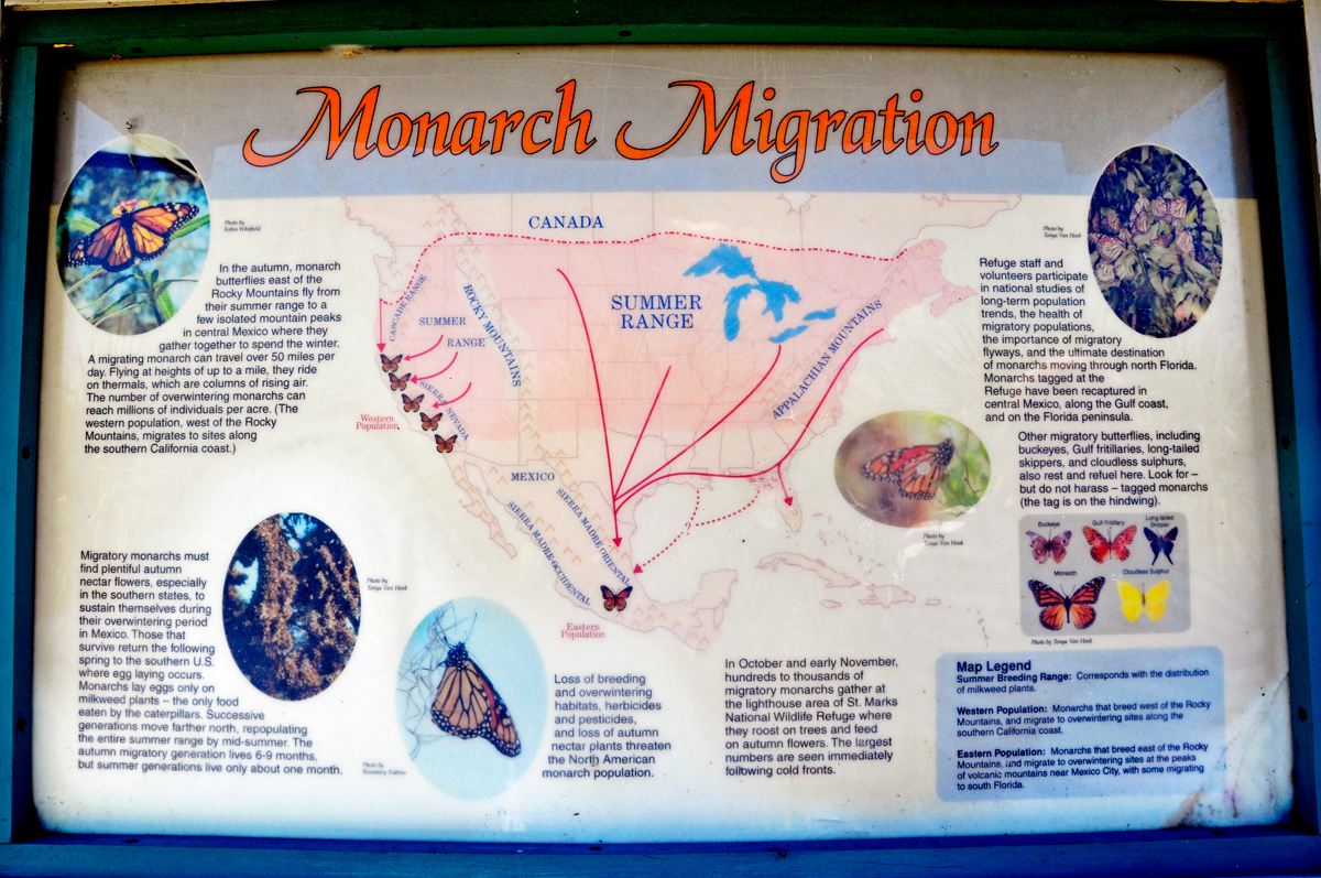 sign about monarch migration