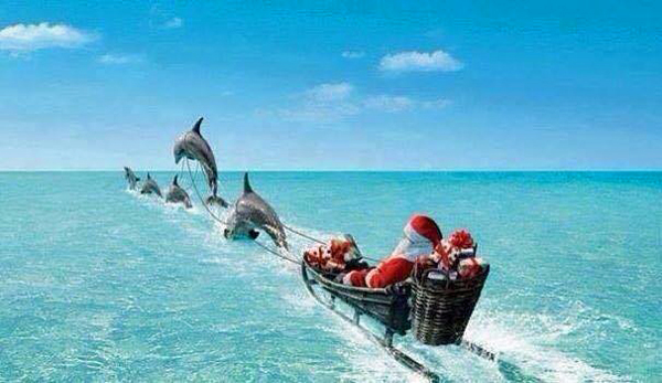 Santa's dolphin sled