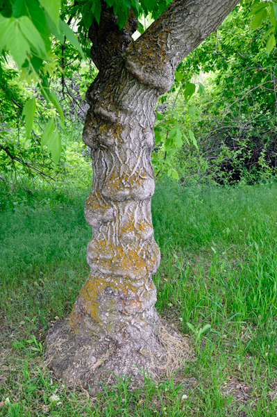 a cool tree trunk