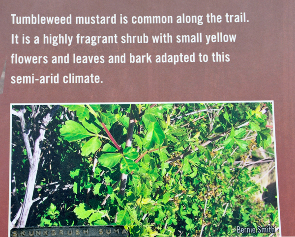 tumbleweed mustard sign