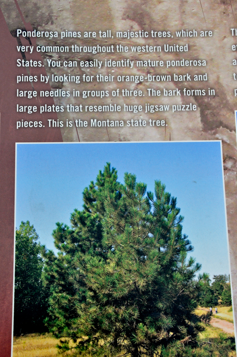 Ponderosa Pines sign