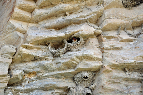 birds nesting in the cliff