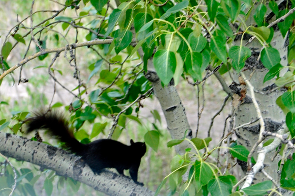 2 black squirrels