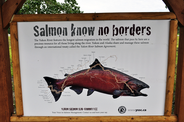 sign about salmon
