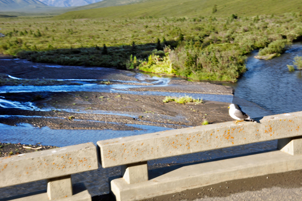 braided river