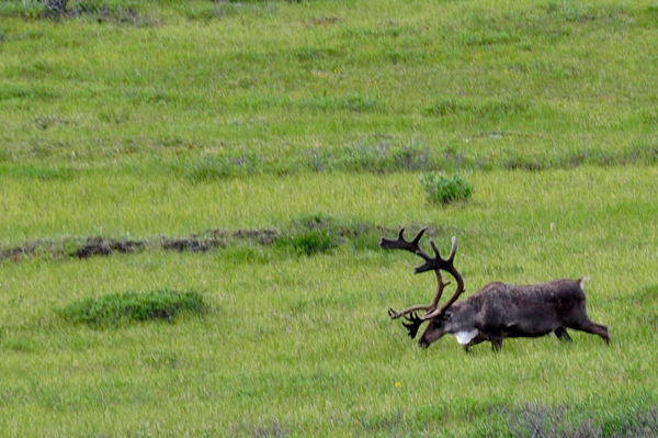 Caribou