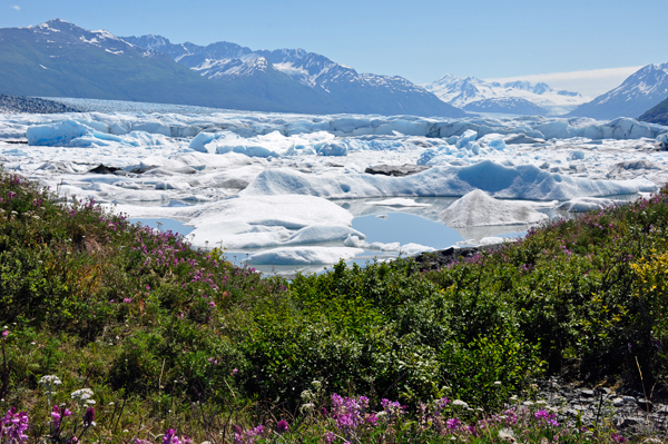 Knik Glacier and fireweed