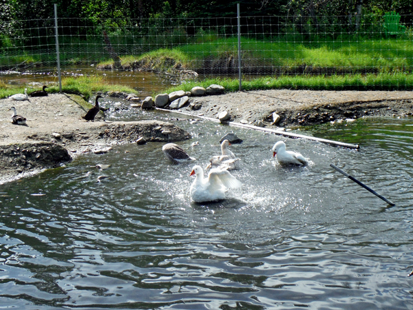 ducks, swans and geest