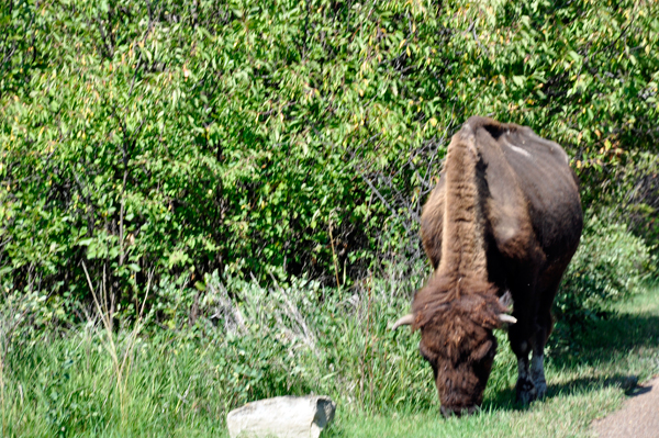 buffalo - bison at TR NP