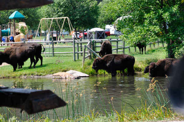 buffalo - bison in the water near the playground