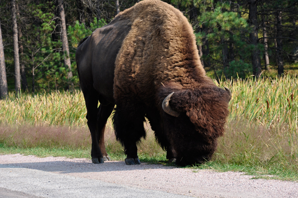 buffalo - bison at Custer State Park