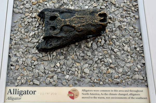 alligator fossil