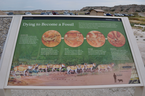 sign: cycle of a fossil