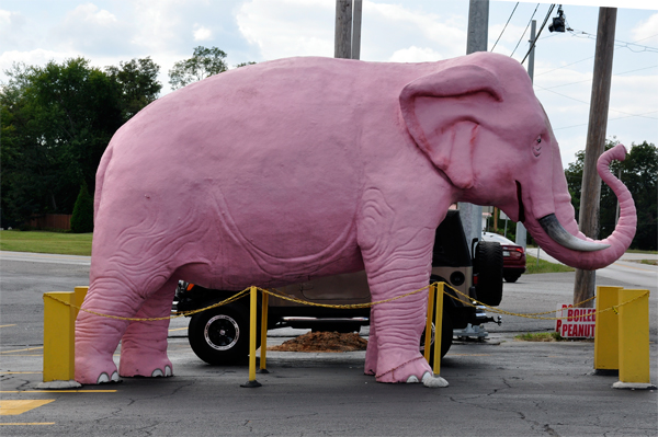 a pink elephant