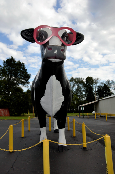 a big cow with red glasses