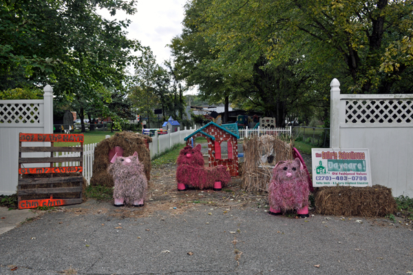 Hay Bale Trail Guthrie - pigs