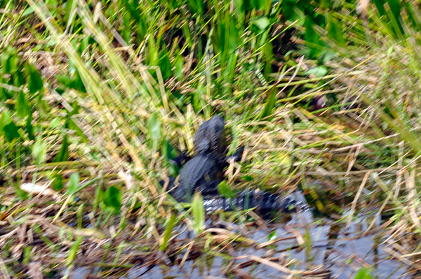alligator at Billie Swamp Safari