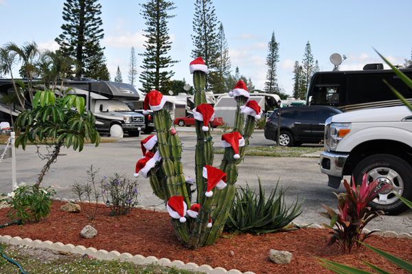 A Florida Christmas Cactus.