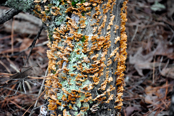 golden moss