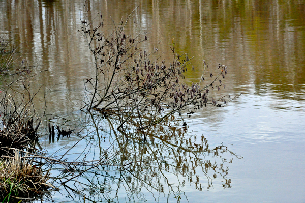 skimpy bush in the fishing lake