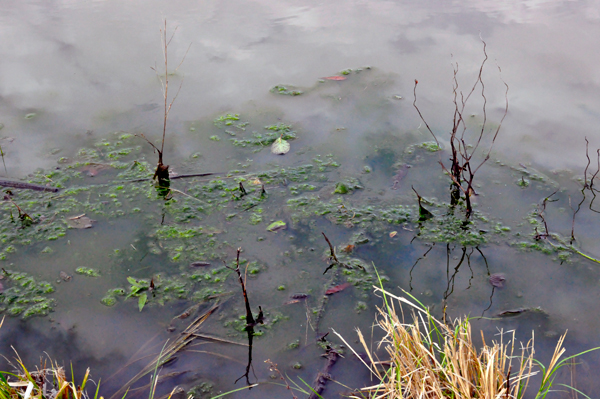 moss in the fishing lake