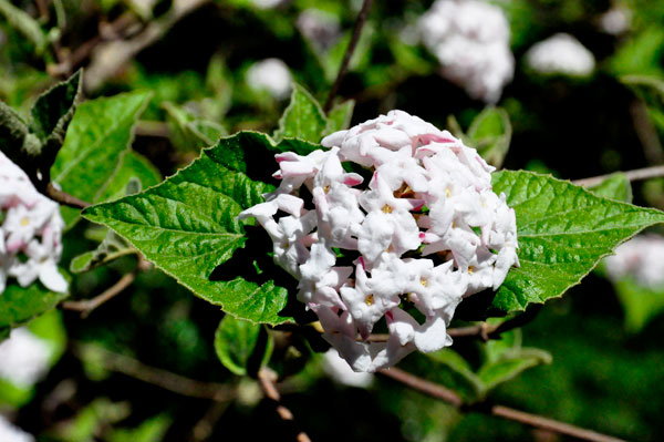 Koreanspice Viburnum flower