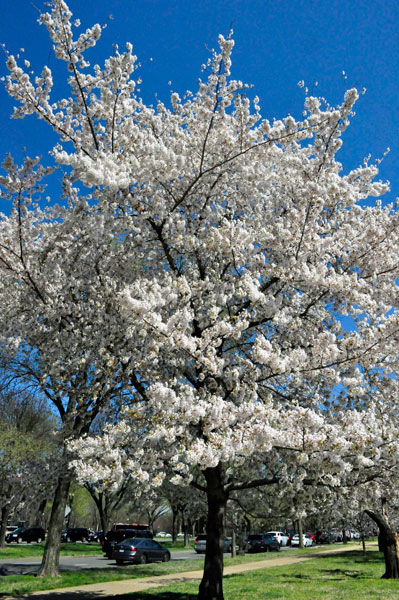 white Cherry Blossoms