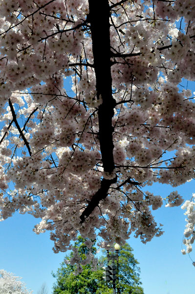 limb of a cherry Blossom tree