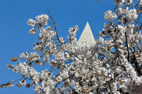 cherry blossoms and the top of the Washington Monument