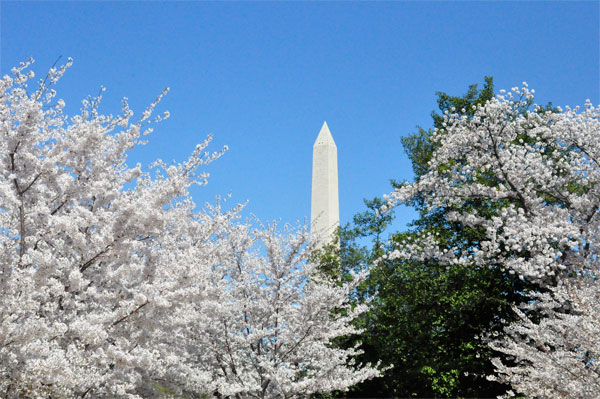 Washington Monument and cherry trees