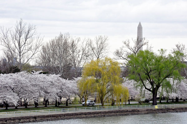 cherry blossom trees and Washington Monument