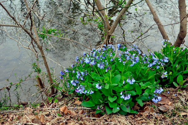 flowers by the Maury River