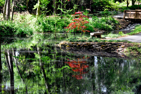 red tree reflected in water