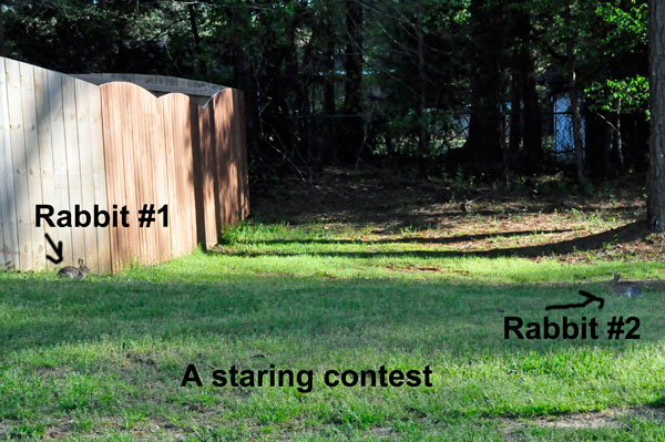 rabbit staring contest