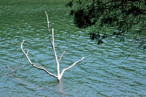 branch in Lake Norman