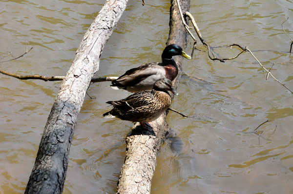 ducks at Lake Norman