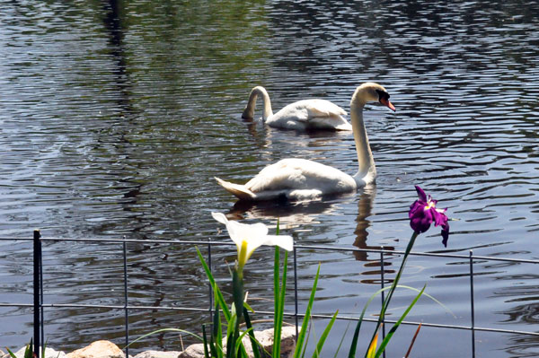 swans and flowers