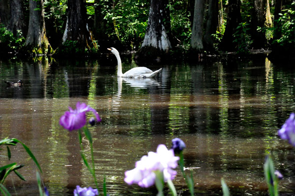 swan and flowers