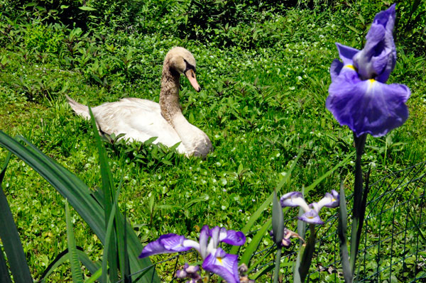 swan and flowers