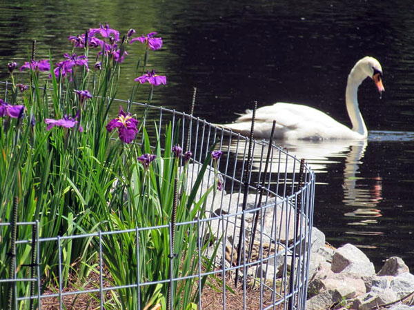 swan and flower