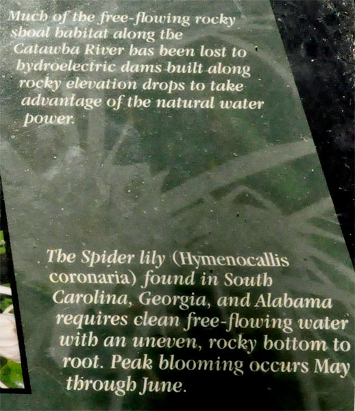 sign about the Spider Lily