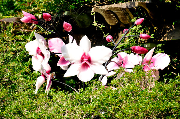Pink and White Cattleya