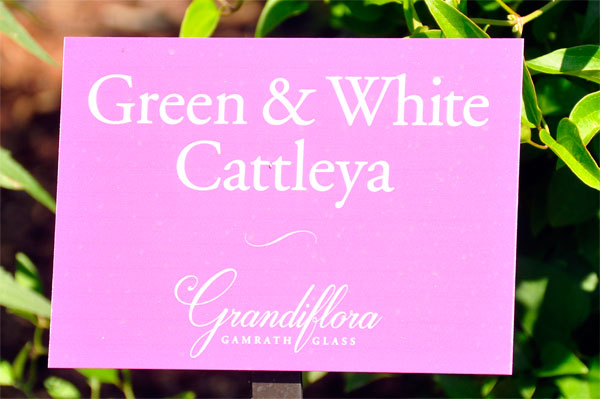 Green and White Cattleya sign