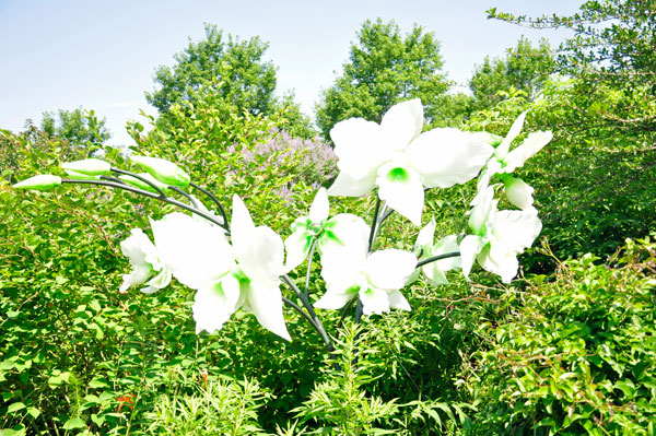 Green and White Cattleya