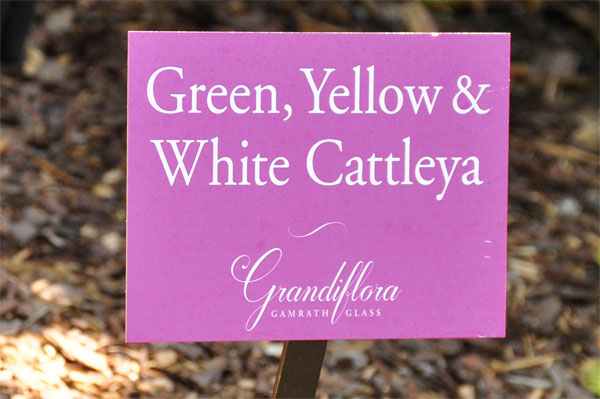 green, yellow and white Cattleya sign
