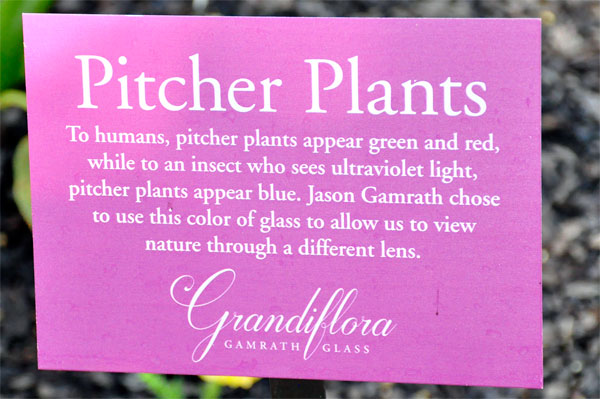 Pitcher Plants sign